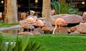 Flamingo Las Vegas Hotel Garden Flamingo Las Vegas Hotel Garden