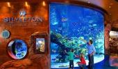 Silverton Casino Hotel Fish Tank